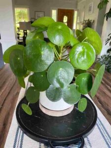 Money Plant Chinese