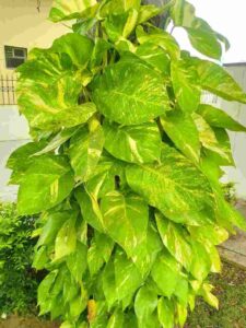 Golden Pothos