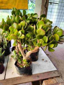 Jade Money Plant