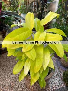 Lemon Lime Philodendron 