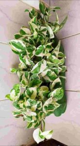 Marble Prince Money Plant