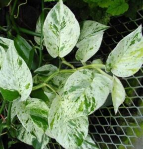 Marble Queen Money Plant