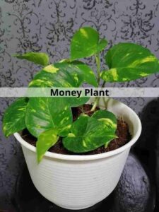 Money Plant