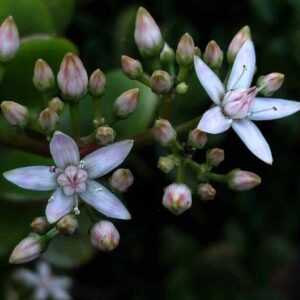 Money Plant Flower