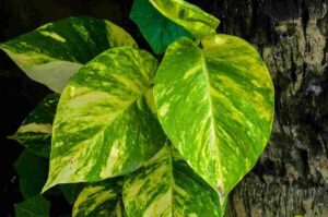 Money Plant Variegated