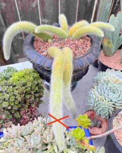Monkey Tail Cactus Propagation 