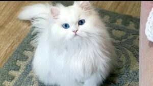 Persian cat