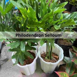 philodendron selloum care propagation