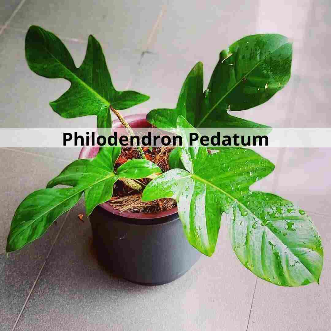 Philodendron Pedatumvariegated Care And Propagation