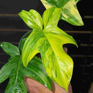 Philodendron Pedatum Variegated