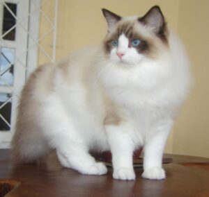 Ragdoll Cat, White Cats With Blue Eyes