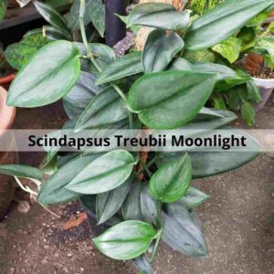 Scindapsus Treubii Moonlight