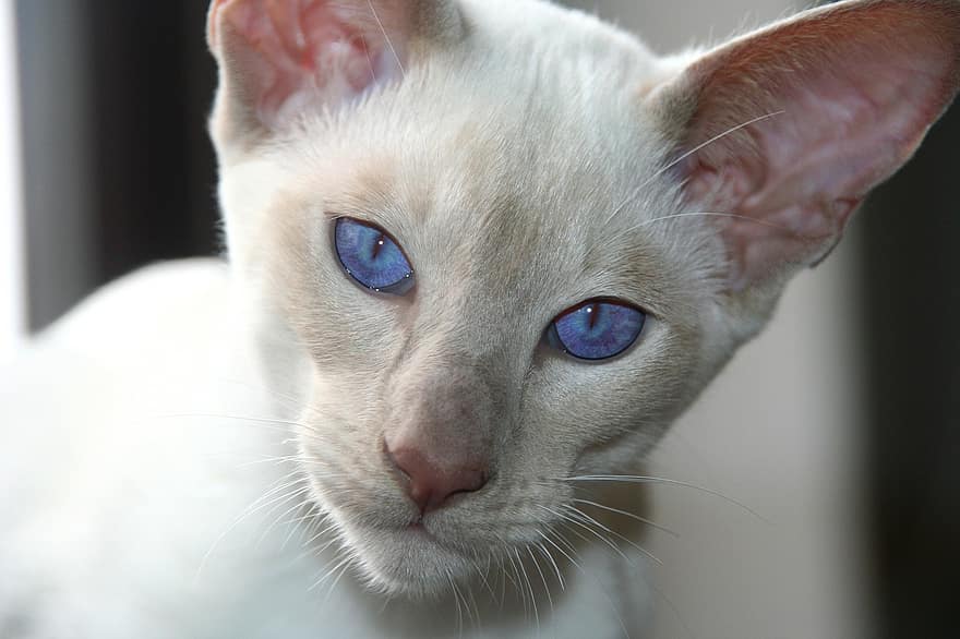 White Cats With Blue Eyes: Breeds And Price