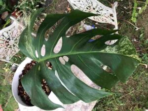 Split Leaf Money Plant