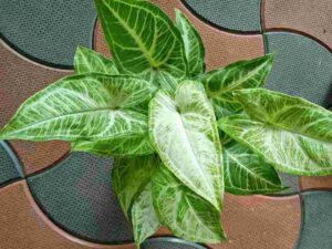 Syngonium Green Gold