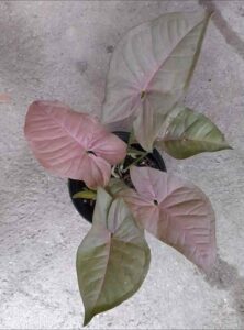 Syngonium Pink Allusion, Syngonium Varieties 