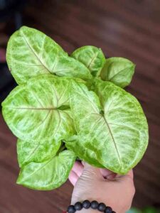 Syngonium White Butterfly, Syngonium Varieties 