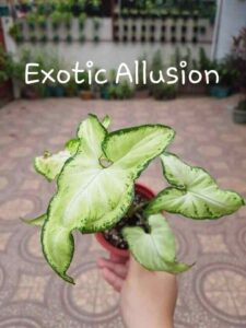 Syngonium exotic Allusion 