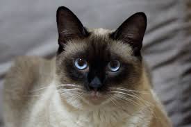 Tonkinese-Cat