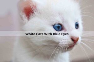 White Cats With Blue Eyes
