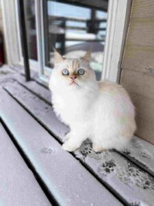 Himalayan Cat, White Cats With Blue Eyes