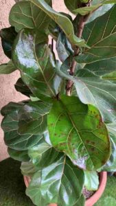 Fiddle Leaf Fig Brown Spots 