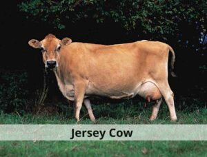 Jersey Cow, Jersey Cow Price 