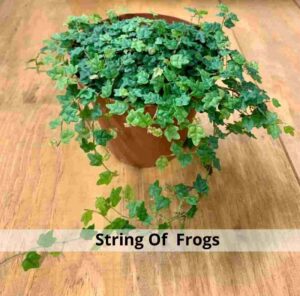 String Of Frogs 