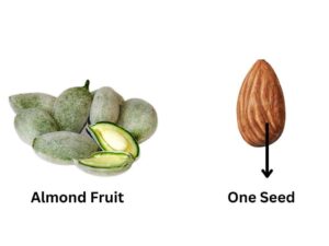 Almond Seed