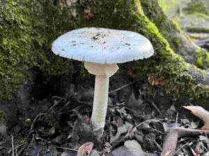 Amanita bisporigera 