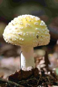 Amanita gemmata