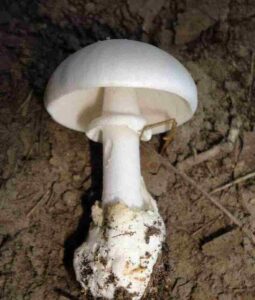 Amanita magnivelaris 