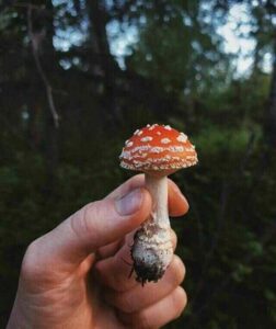 Amanita muscaria