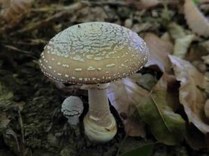 Amanita pantherina