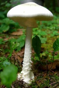 Amanita virosa