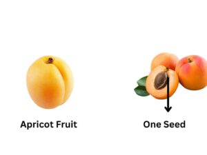 Apricot Fruit Single Seed