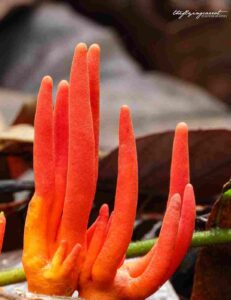 Asian fire coral mushroom, poisonous mushrooms 