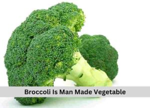 Broccoli Is Man Made Vegetable 