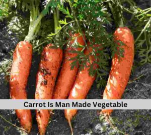 Carrot, Man Made Vegetables