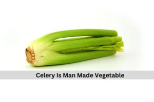 Celery Is Man Made Vegetables 
