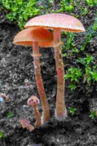 Conocybe filaris