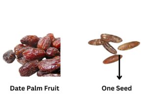 Date Palm Fruit Seed