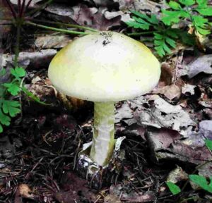 Death Cap 