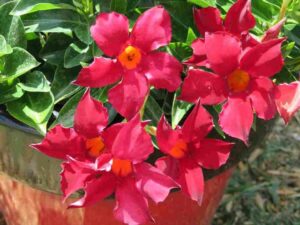 Dipladenia Rio Deep Red