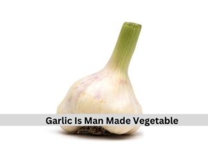 Garlic 