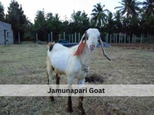 Jamunapari Goat 