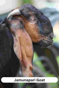 Jamunapari Goat 