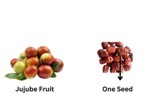 Jujube Fruit Single Seed