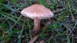 Lepiota brunneoincarnata  