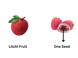 Litchi Seed